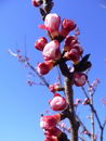 Apricot